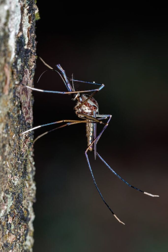 A mosquito with long legs is hanging from a tree